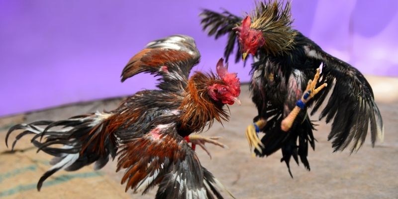 abc 8 KM Game Bài 3d