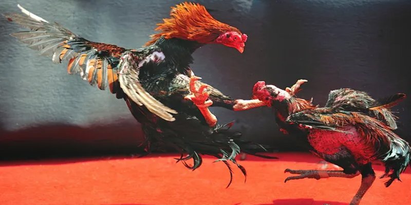 abc 8 bắn cá h5 chơi ngay