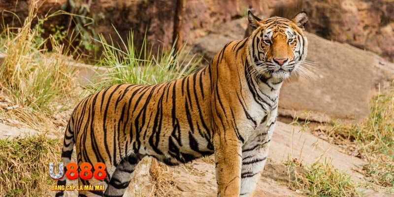 abc 8 game nổ hủ máy bay