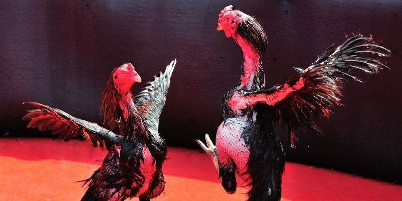 abc 8 thị trường baccarat là gì