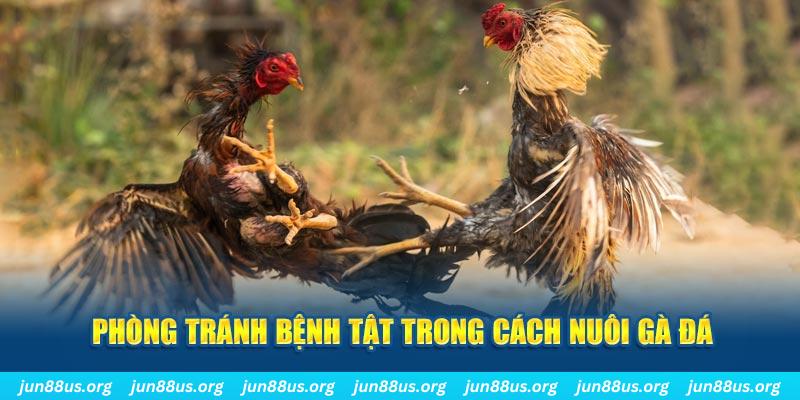 abc 8 đăng nhập phỏm online