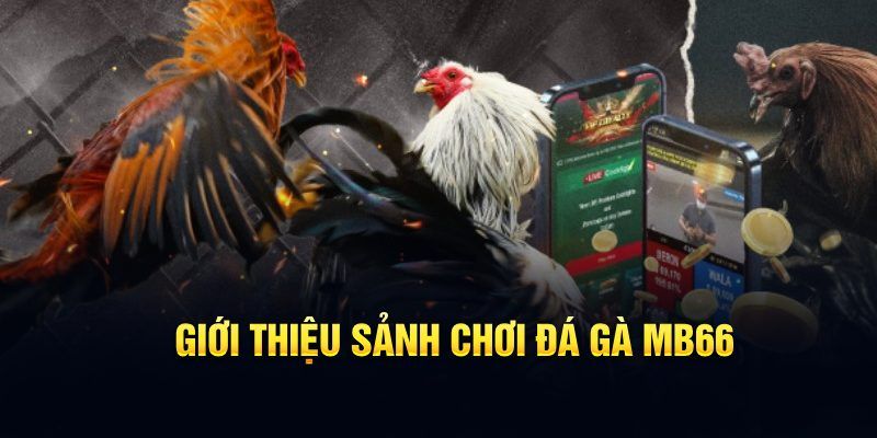 abc 8 đăng nhập poker hôm nay